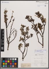 Salix bicolor subsp. bicolor Ehrh. ex Willd.